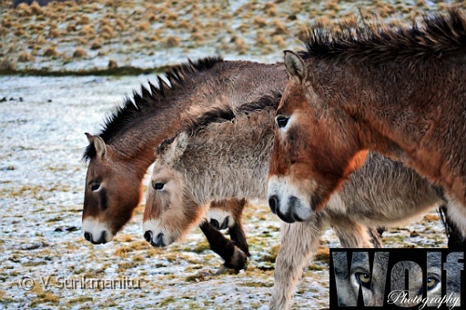Mongolian Wild Horse 004 copyright Villayat Sunkmanitu.jpg